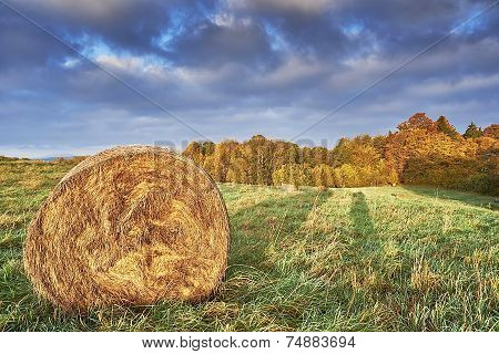 Autumn Meadow