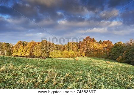 Autumn Meadow