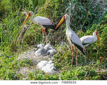 Yellow Billed Storks With Their Young