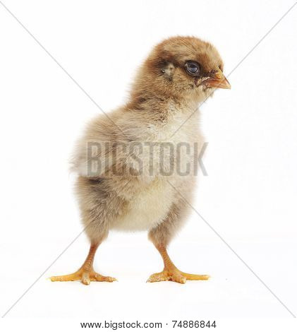 Small Orpington Chick