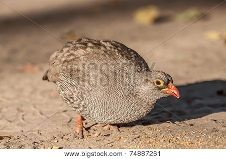 Quail In The Early Morning Sunlight