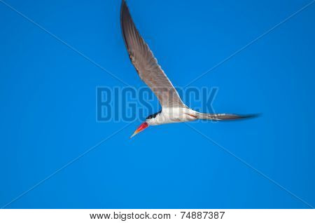 African Skimmer In Flight