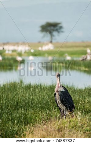 Marabou Stork
