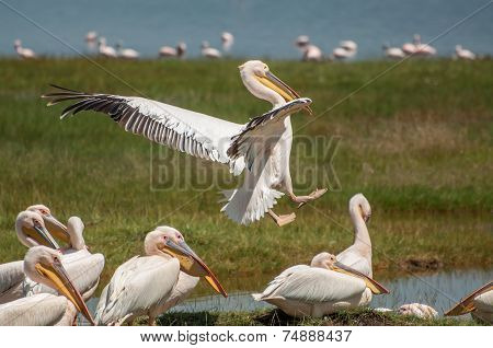 Pelican Coming In For Landing