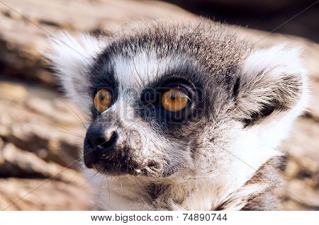 Ring-tailed Lemur (lemur Catta)