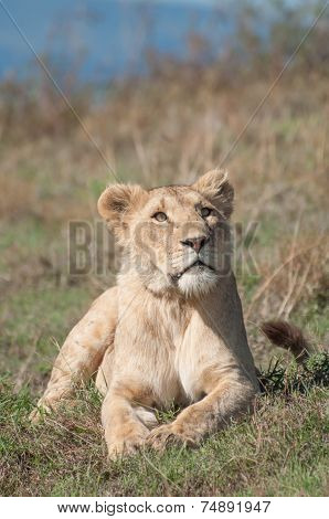 Lioness in the Grass