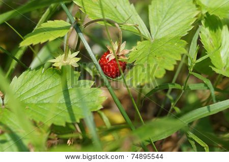 Wild strawberry hidden in the grass
