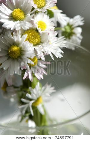 Beautiful daisies on the water