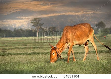 Cow grazing on field