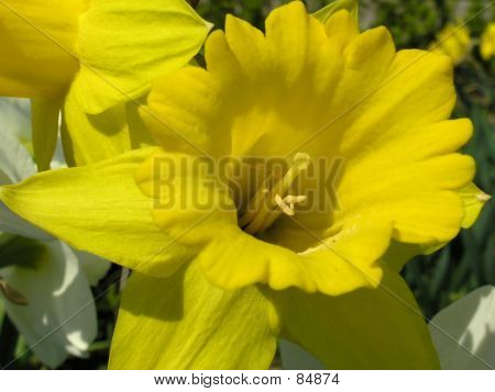 Jonquille