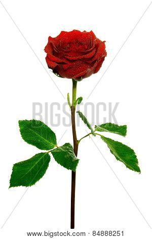 Red rose