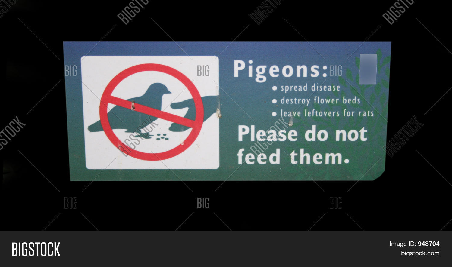 Do Not Feed Pigeons Image & Photo (Free Trial) Bigstock