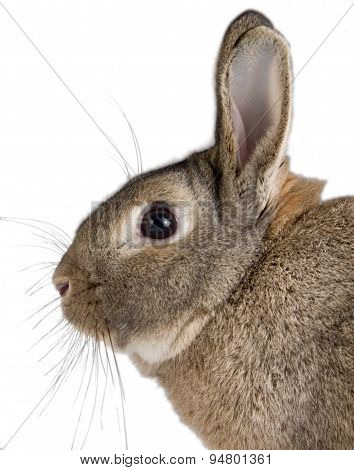 Portrait of a Rabbit