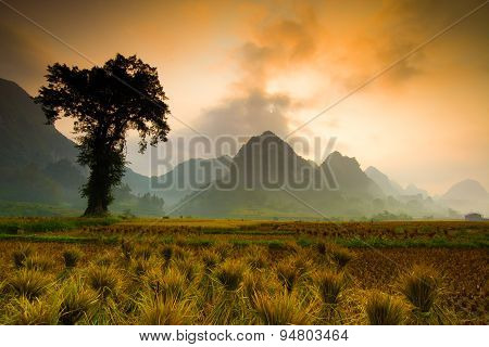 Rice field in sunrise in Cao Bang, Vietnam.