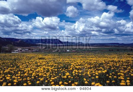 Campo de amarelo