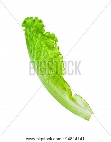Lettuce Leaves Isolated On White Background.