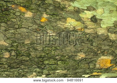 Tree Bark Texture