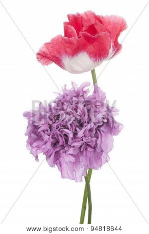 Poppy