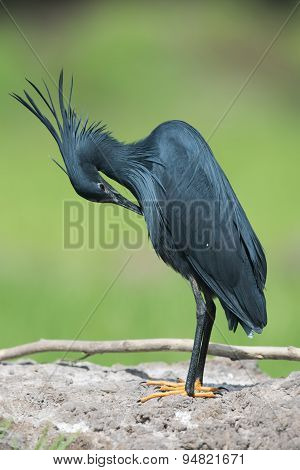Black Heron (egretta Ardesiaca) Bent Over For Preening