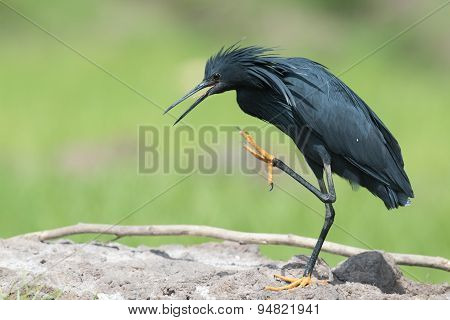 Black Heron (egretta Ardesiaca) With One Leg Raised To Scratch Its Neck