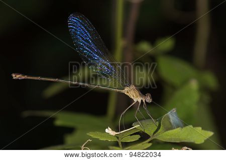 (phaon Irridipennis) Glistening Demoiselle Family Calopterygidae