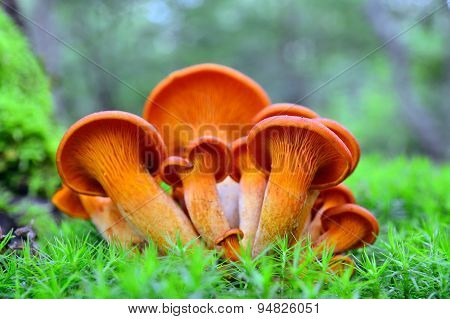 Omphalotus Olearius