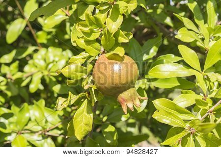 Pomegranate Tree