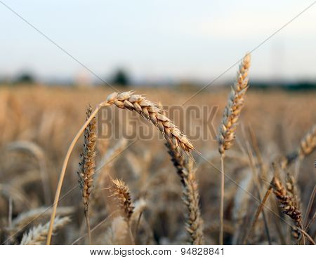 Ears Of Wheat In The Field In Summer