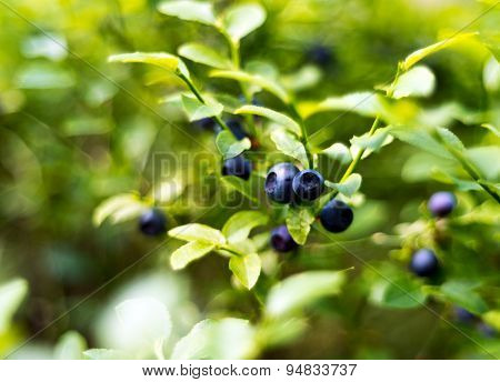 Bilberry, Whortleberry Or European Blueberry