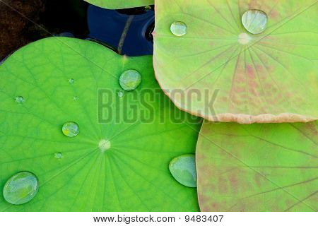 Zöld és rózsaszín lotus levelek csepp víz