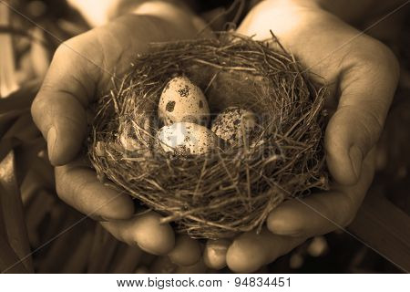 Eggs in the nest