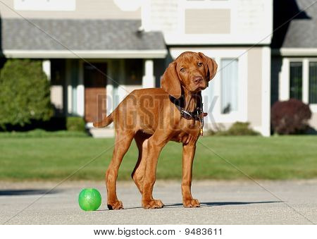 Vizla