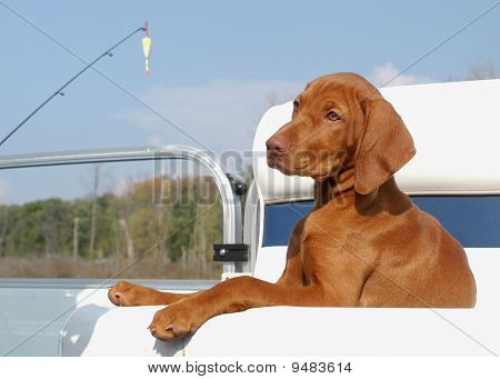 Vizla