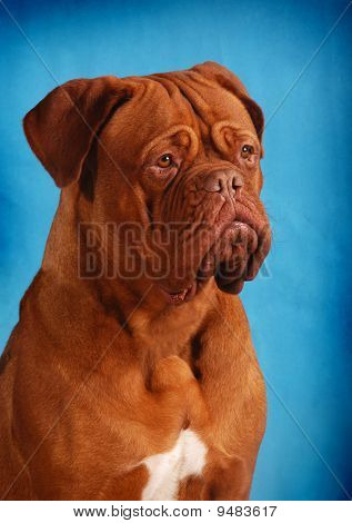 Dogue de Bordeaux