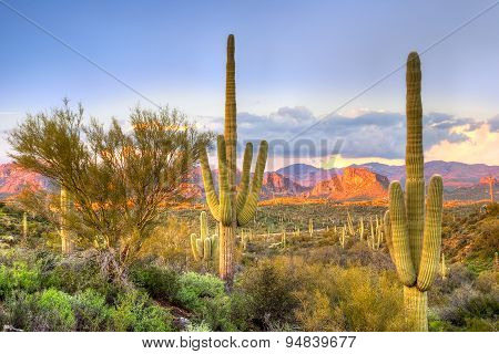 Saguaros