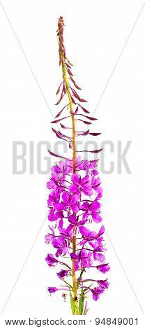 Willow-herb (ivan-tea)