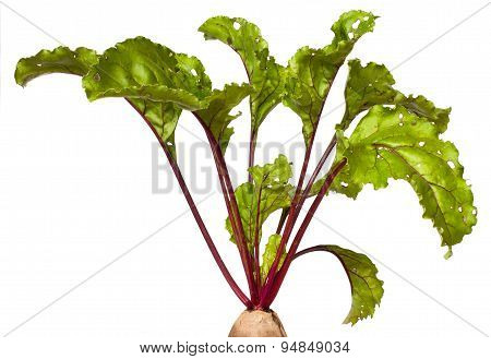 Beet Leaves
