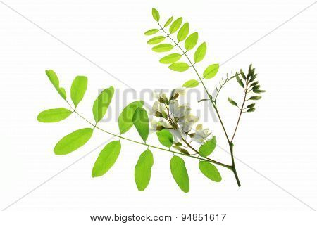 Black Locust (Robinia pseudoacacia)