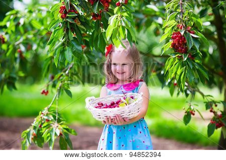 Little Girl Picking Fresh Cherry Berry In The Garden