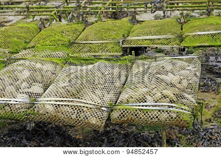 Oyster Farming