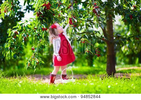 Little Girl Picking Fresh Cherry Berry In The Garden
