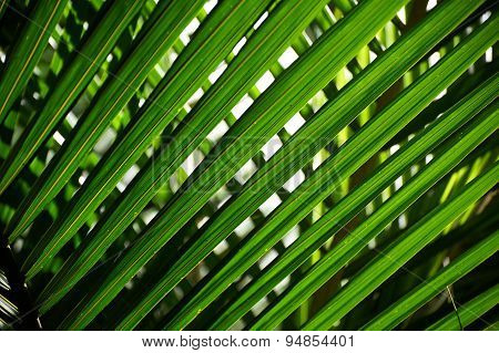 Palm leaves