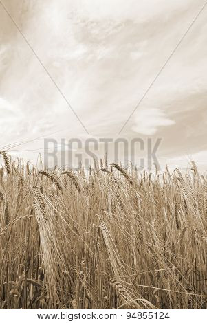 Grain Field