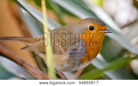 European Robin, Redbreast
