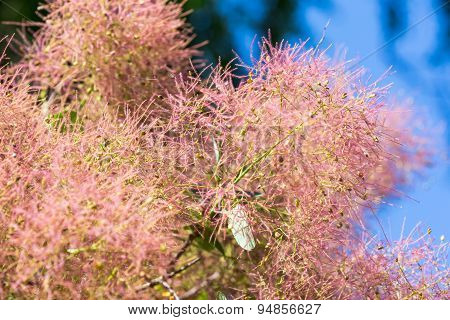 Smoketree