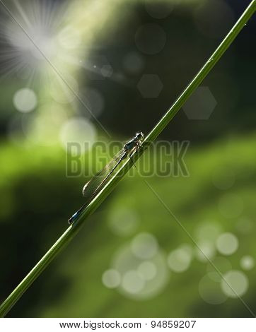 Dragonfly