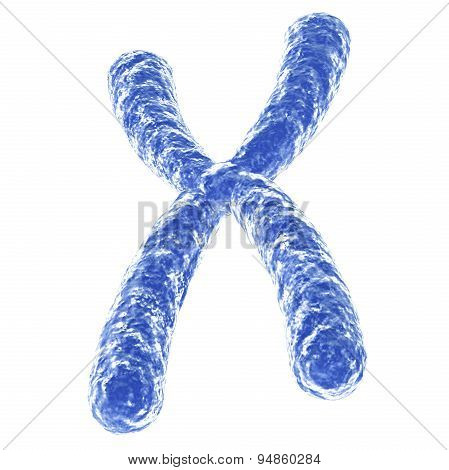 Chromosome