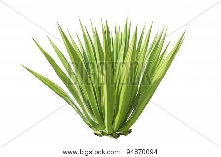 Close Up Green Agave Plant Isolated On White
