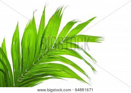 Leaves Of Palm Tree Isolated On White Background