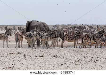 Crowded Waterhole With Elephants, Zebras, Springbok And Orix